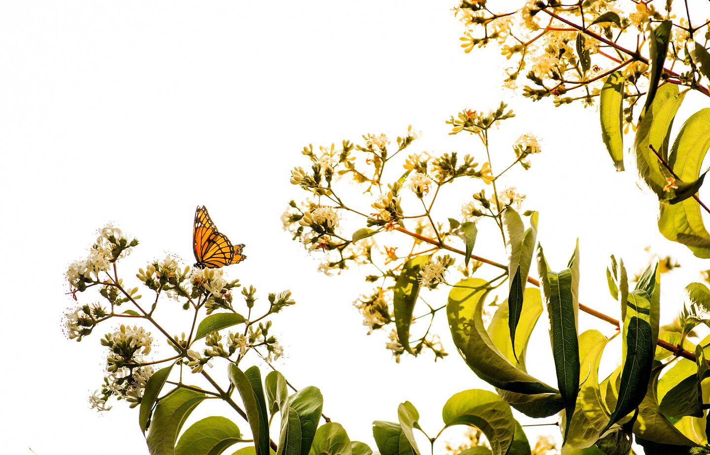 A monarch butterfly perches on delicate white flowers amidst green leaves against a bright, overexposed sky.